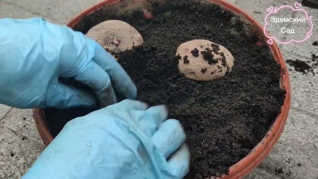 Цикламен садовый. Посадка, уход и зимовка растения. смотреть онлайн