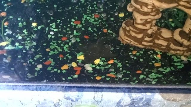 Аквариум для дома + обзор рыбок. смотреть онлайн