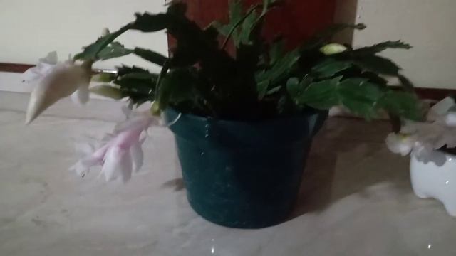 mi cactus de navidad blanco 🌵🌵 смотреть онлайн