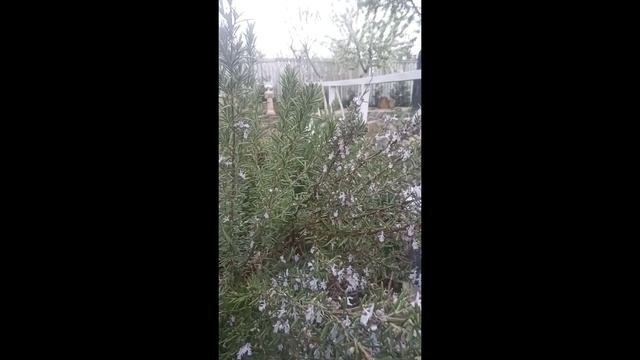 Розмарин...аромат камфоры, эвкалипта, сосны и лимона. #Shorts смотреть онлайн