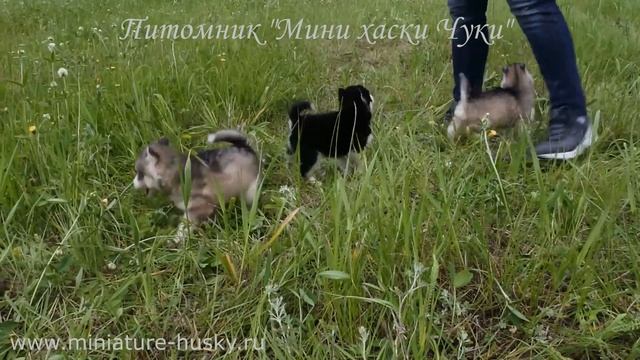 Мини хаски Чуки красавцы смотреть онлайн