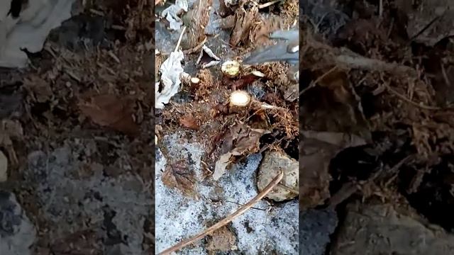 Обрезка малины на Байкале, весной смотреть онлайн