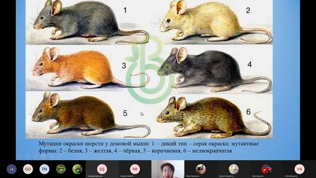 Биология  Урок 10 Генетика Часть II