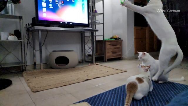 Сегодня и папаня в игре вместе с сыновьями ❤️❤️❤️ Каждый вечер просят играть с ними в эту игру. смотреть онлайн