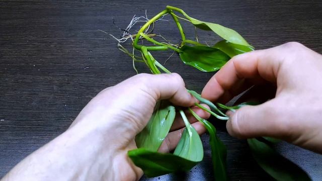 ЭПИПРЕМНУМ КРАСИВЫЙ ( Epipremnum Pulchrum )