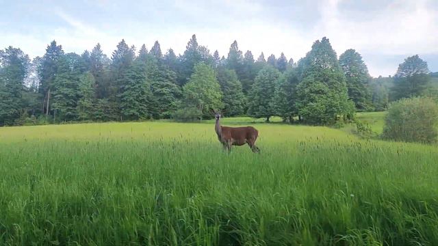 Такое чудо встретили возле дороги 🥰 смотреть онлайн