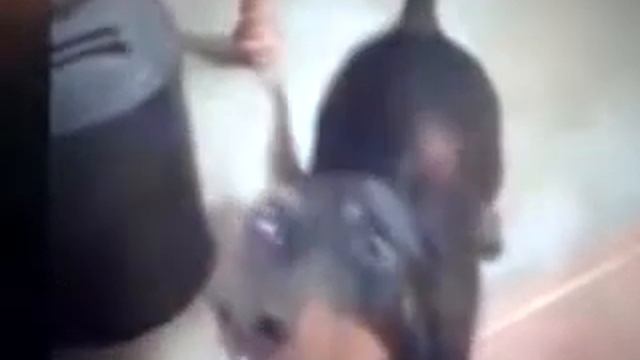 Собака собирается на дачу смотреть онлайн