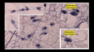 Волокнистые соединительные ткани. Рыхлая и плотная волокнистая соединительная ткань.
