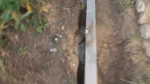 КРАСИВЫЕ ГРЯДКИ ИЗ БОРДЮРА