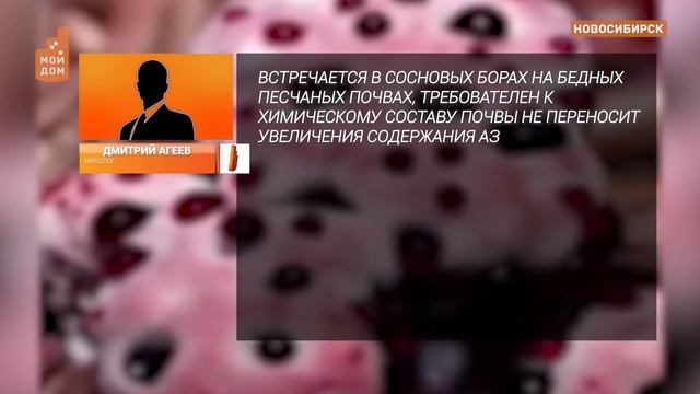 Группа крови на рукаве... смотреть онлайн
