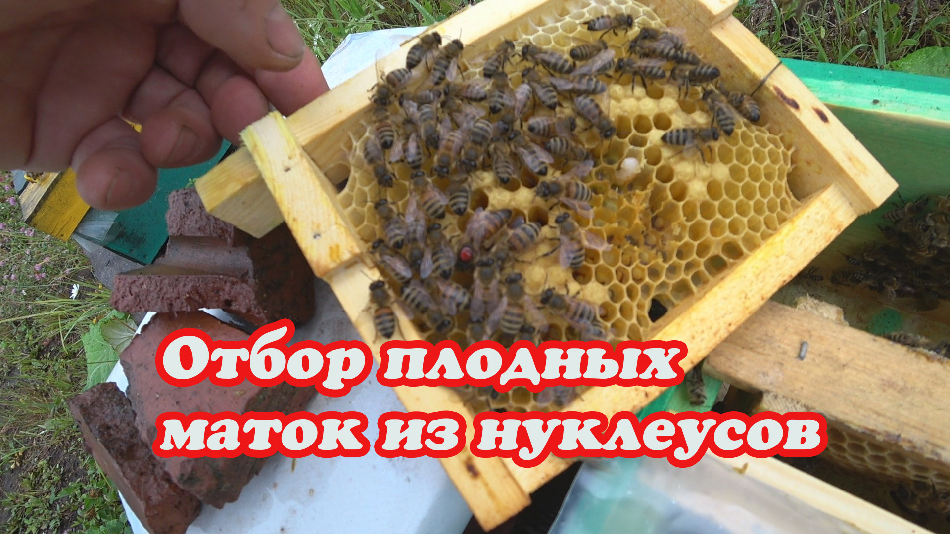 ТОНКОСТИ ОТБОРА ПЛОДНЫХ МАТОК В НУКЛЕУСНОМ ПАРКЕ. смотреть онлайн