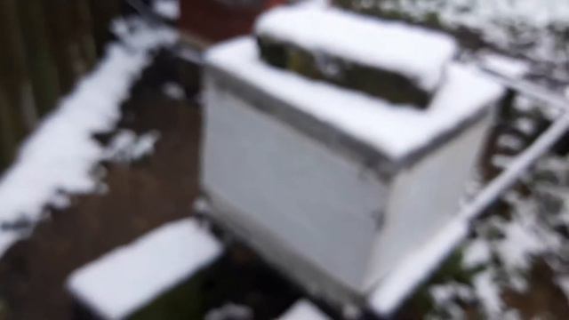 Первый снег на пасеке | 18.11.2022 г. | 219. 00 смотреть онлайн