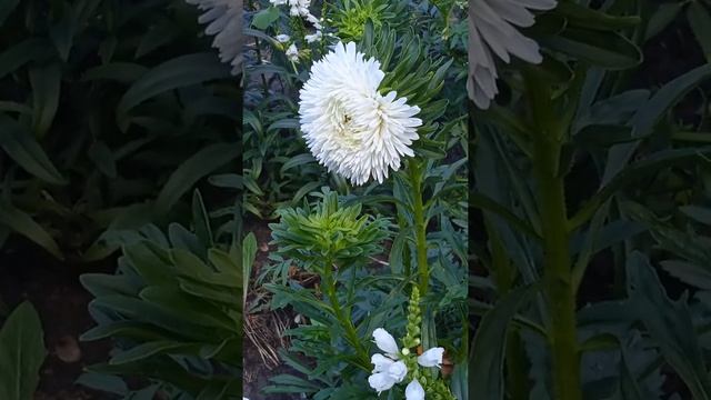 Астры #shorts Осенние цветы. Какие цветы цветут в сентябре. Astra, autumn flowers смотреть онлайн