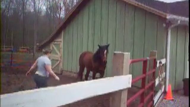 Training yearling Arabian percheron horse in roundpen смотреть онлайн