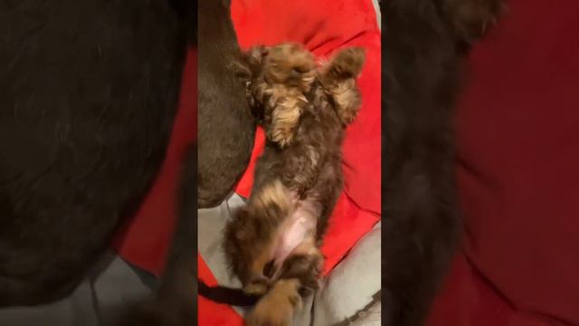 Самая маленькая такса на земле смотреть онлайн