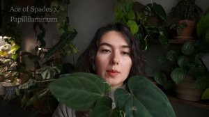 Декоративно-лиственные АНТУРИУМЫ / ОБЗОР моей КОЛЛЕКЦИИ антуриумов