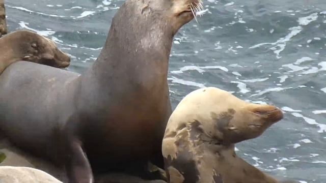 Морские котики в США. Navy seals in the US. The Coast Of San Diego 2015 смотреть онлайн