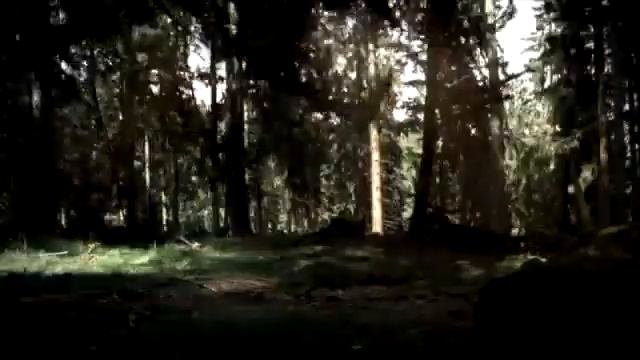 Бензопила Husqvarna 560 XP.