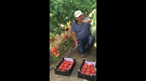 Лучшее от Seminis: розовоплодные томаты Мей Шуай и Пинк АйДи в мае