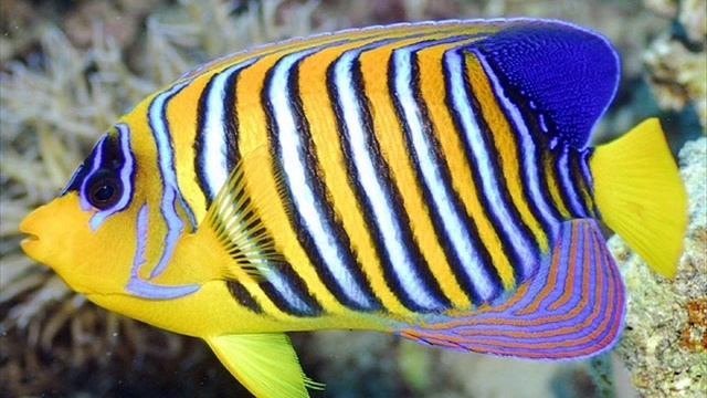 редкие морские рыбки смотреть обязательно смотреть онлайн