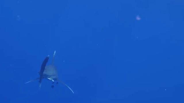 Вот Почему Ни Одна Акула и Не Подумает Заплывать в Чёрное Море смотреть онлайн