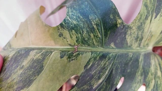 Коллекция монстер. Виды и сорта, их особенности и как ухаживать. Обзор комнатных растений смотреть онлайн