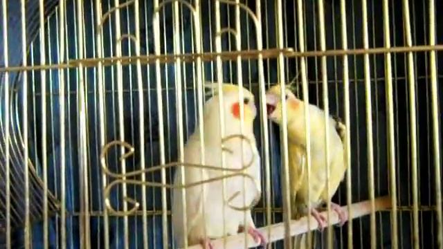 Сколько попугай Нимфа - Корелла мусорит. смотреть онлайн