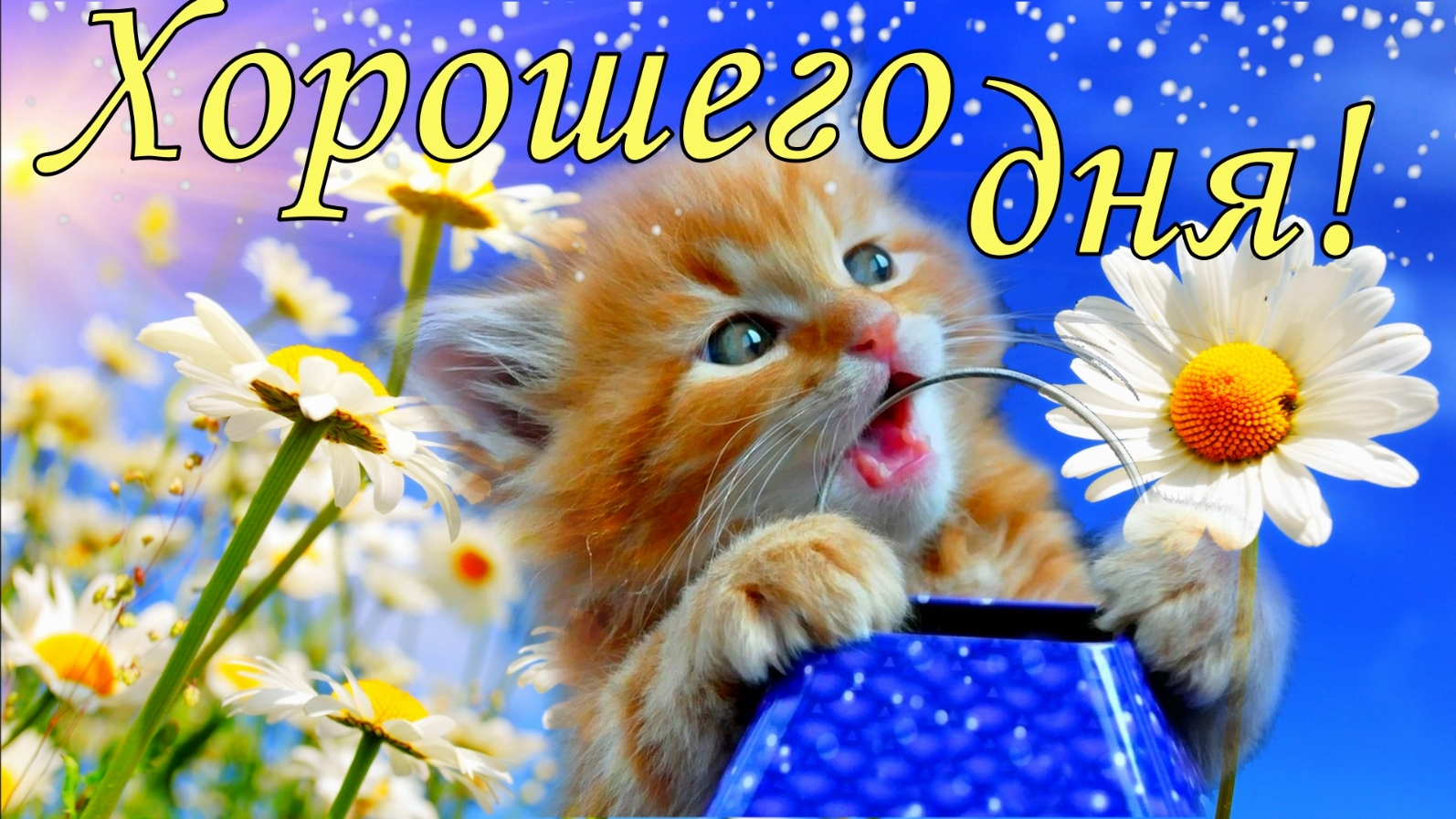 Хорошего дня! Хорошего дня и отличного настроения! Доброе утречко хорошего дня. Музыкальная открытка смотреть онлайн