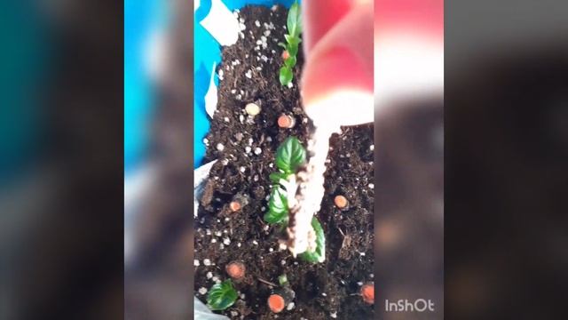 Купила стаканы для рассады/в Фикспрайс завезли рассадные почвобрикеты/ готовлюсь к весеннему сезону смотреть онлайн