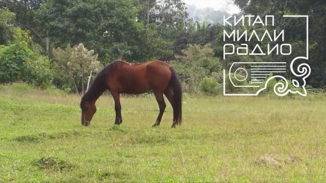 Әнгам Атнабаев "Чаптарым" смотреть онлайн