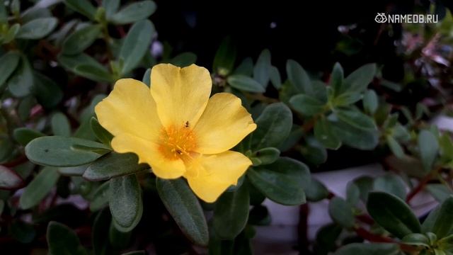 Совместимость: женщина-овен и мужчина-водолей смотреть онлайн