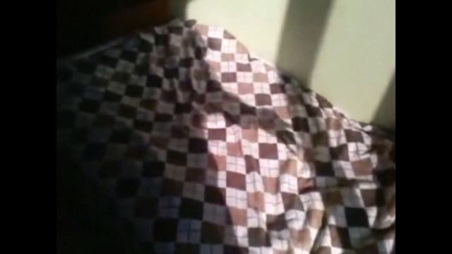 Коты дерутся с тенью) смотреть онлайн