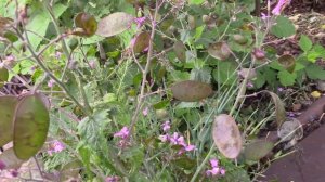 УЗНАЙТЕ КАК ЛУНАРИЯ ФОРМИРУЕТ СЕМЕНА.  ЛУНАРИЯ ОТ ЦВЕТЕНИЯ ДО СЕМЯН,