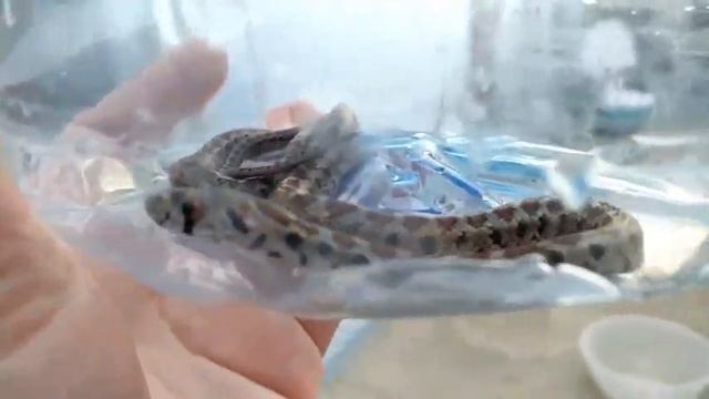 В Феодосии леопардовый полоз заполз во двор частного дома смотреть онлайн