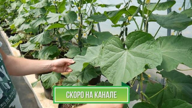 Растения без химии ✿ Скоро премьера на Garden-zoo смотреть онлайн