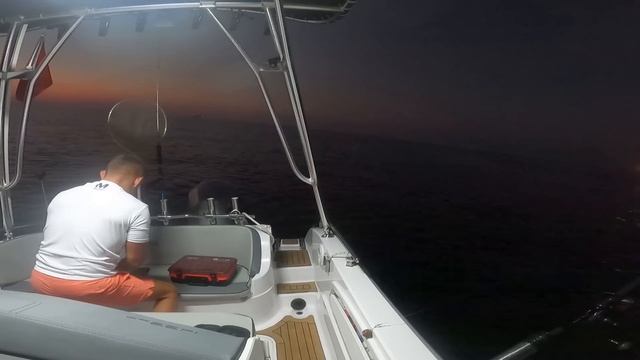 BARRACUDA AVI! (Sphyraena)