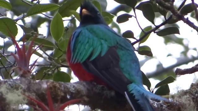 Resplendent Quetzal Singing