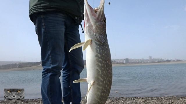 Ловля весенней щуки перед нерестом НА ЖИВЦА.2020... смотреть онлайн