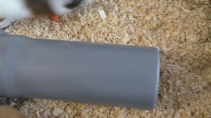 Как познакомить двух морских свинок в одной клетке?