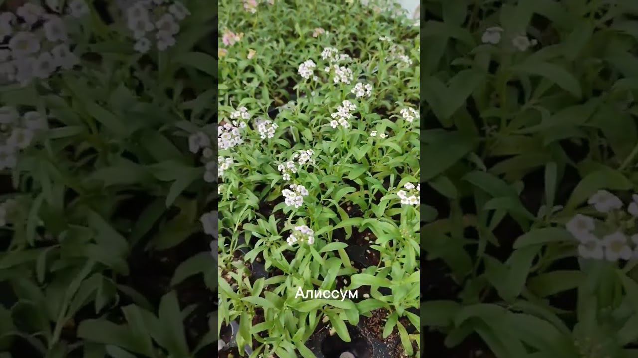 Укорененные черенки почтой! смотреть онлайн