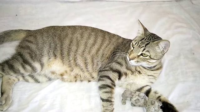 Почему кота обязательно нужно кастрировать смотреть онлайн