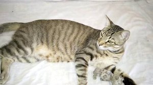 Почему кота обязательно нужно кастрировать