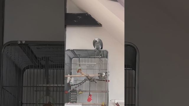 Жако отличаются высоким интеллектом и желанием общаться Ч.4 смотреть онлайн