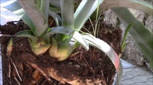 Агава.  Как пересадить большое растение агаву в новый горшок ?!