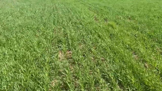 Обзор ярового ячменя вакула 04.05.2021 смотреть онлайн