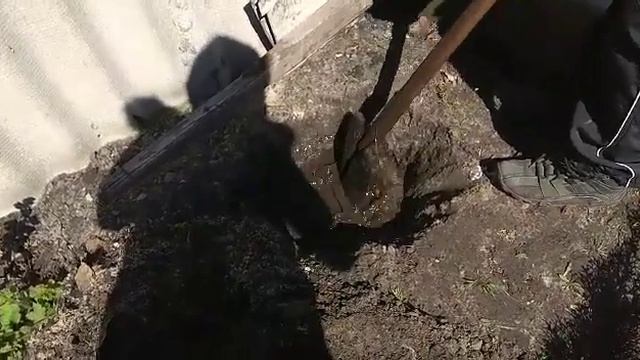 Посадка Туи Смарагт. смотреть онлайн