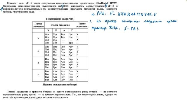 От простого к сложному. Разбор и оформление задачи на биосинтез белка 16883. смотреть онлайн