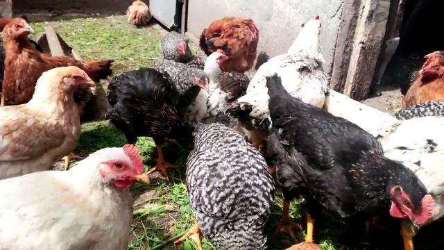 Цыплятам 2,5 месяца ,Чем кормлю и их содержание! смотреть онлайн