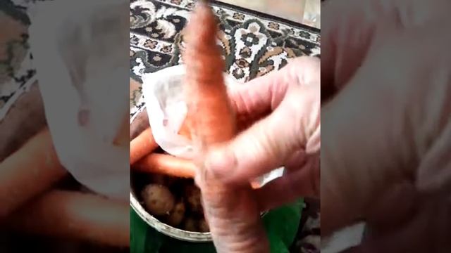 Удачный способ хранения моркови. смотреть онлайн
