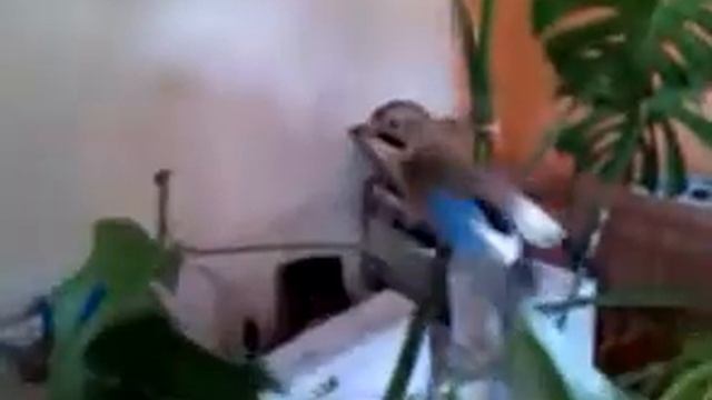 прирученная сойка пересмешница валерка смотреть онлайн